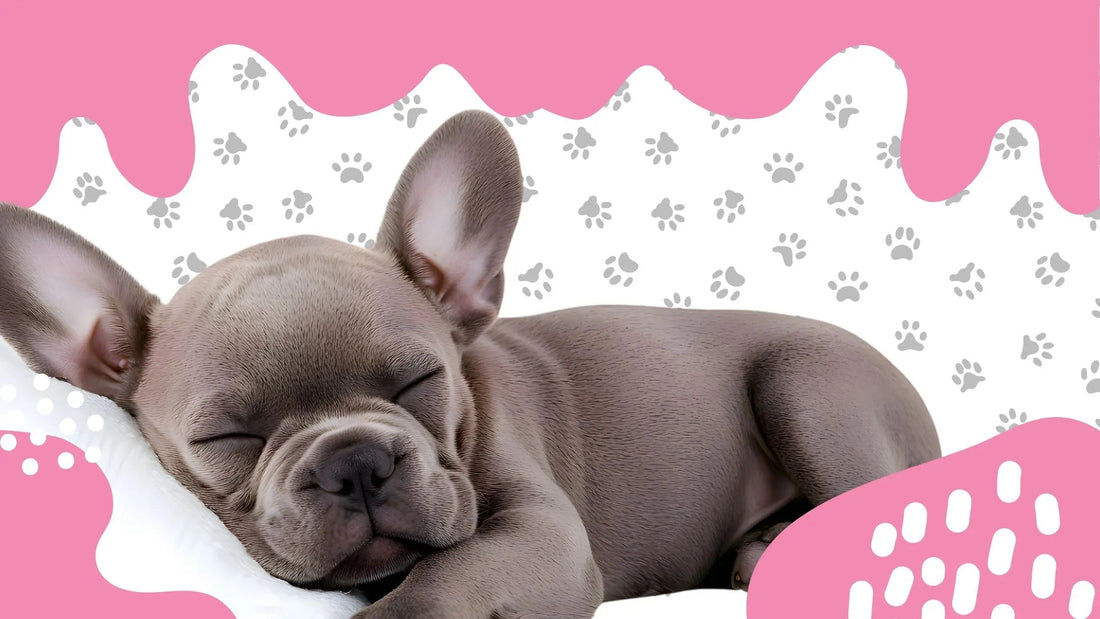 Bouledogue Français : les 7 problèmes de santé les plus fréquents (et comment les éviter) - FrenchBulle