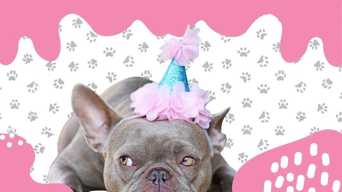 Le Bouledogue Français s’entend-il bien avec les enfants ? (Guide Complet) - FrenchBulle