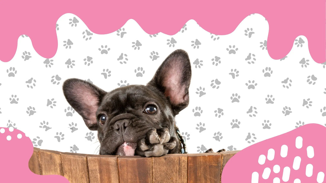 Pourquoi mon Bouledogue Français fait-il des bêtises ? Comprendre son comportement - FrenchBulle